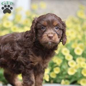 Bunny, Cavapoo Puppy